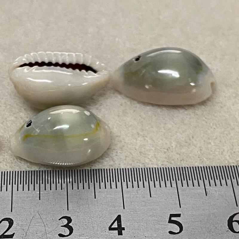 Cowrie Shells (100 grams) - Blue, Cream Beige, Orange