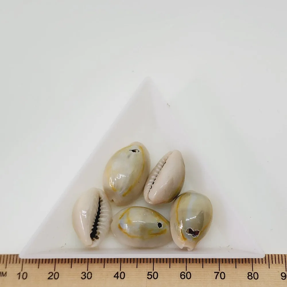 Cowrie Shells (100 grams) - Blue, Cream Beige, Orange