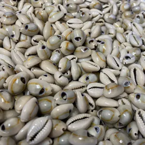 Cowrie Shells (100 grams) - Small -  Blue, Cream Beige, Orange